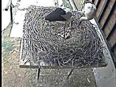 最近愚痴ってばかりなので　明るいニュース～