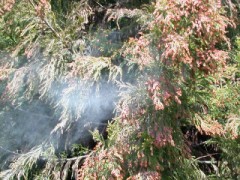 朗報～　7割減の予想？？