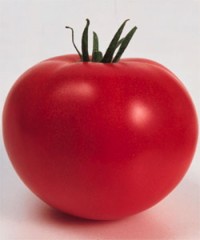 またまた　出たよ～～～　売り切れ状態～～～困ったものだ～～～～