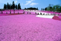 花のじゅうたん～～～