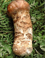 【お題日記】どんな触り方が気持ちいい？