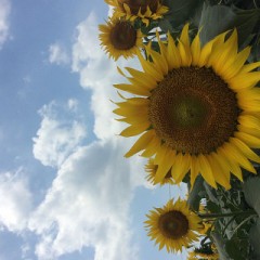 【お題日記】最新の玩具事情