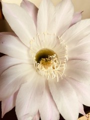 【お題日記】濡れやすい？