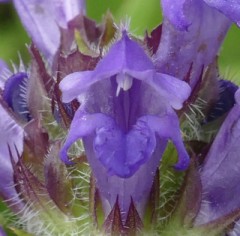 唇形花【お題日記】浮気願望はある？