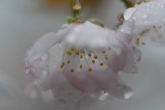 春の雨は優しいはずなのに