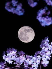 恋と月と・・・