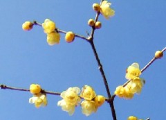 でじろぐでびゅー♪