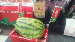 今日は、応援で