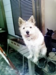 へばりました～～。