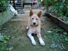 我が家の愛犬元気になりました。