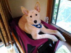 【お題日記】あなたの記念日は？