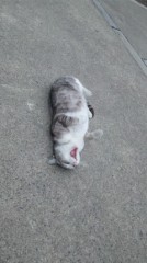 欠伸（あくび）