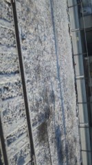 雪が降りました。