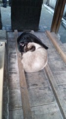 うわぁ～、可愛い！