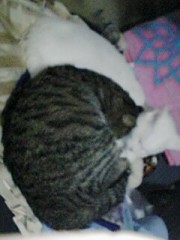 昨日の夕方から、