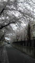 【お題日記】お花見の思い出エピソード