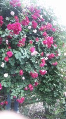 【お題日記】行列、どのくらい待てる？