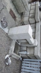 【お題日記】とりあえず飽きちゃったもの