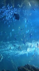 【お題日記】あなたが好きな魚はなんですか？