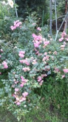 暑いね（；´д｀）