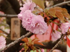 千葉の「とよっぺ」とやらに言う