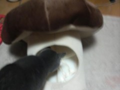 お腹が空いたら僕のキノコをお食べ