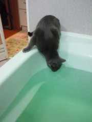 あいあむ　いんぐりっしゅまん　いん　にゅーよーく