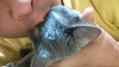 きょうのごはん