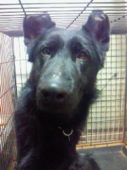 母　世界進出！