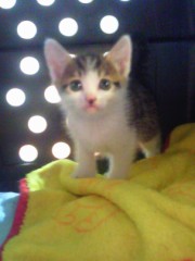 落とし物でしょうか？