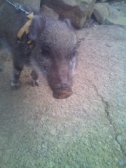 ユートピア…？