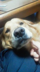 アニマルセラピー？