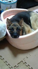 気に入ったみたい