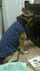 掘り出してみた