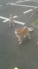 新入りさん達。