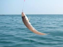 【お題日記】上手なキスの揚げ方(爆)