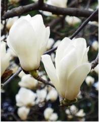 ずっと好き（湿っぽいからthroughしてね）