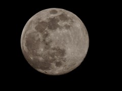 見上げてごらん夜の月を