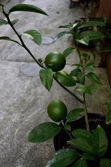 果実の実は、豊かな気持ちにしてくれる。