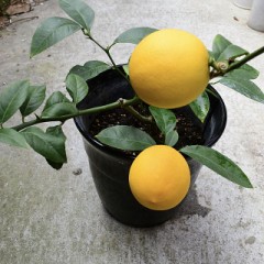 実を摘むときは難しい