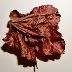 きみは一体どこから来たの