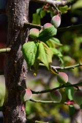 初めての梅の実