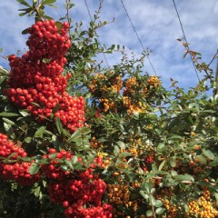 トキワサンザシ