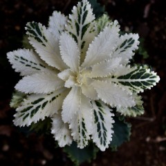 冬枯れの路地に葉牡丹白し