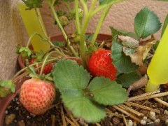 実りました＾＾