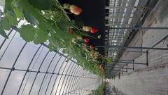 いちご狩り狩り