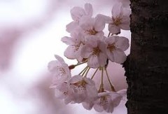 花見も終わりか ...