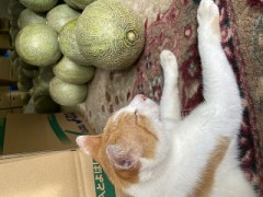 見ないですね！