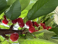 【お題日記】行列で最長何時間待ちした？