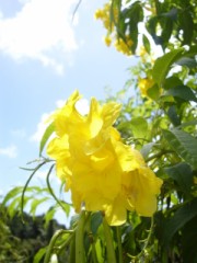 今日もゴルフ♪